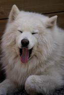 White Dog yawning