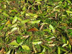 long leaves on the lawn