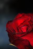 Rose Dark Red Blood
