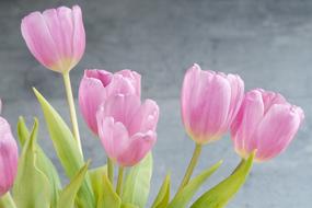 beautiful tulips in the garden
