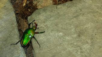 Eudicella morgani, green Beetle in wild