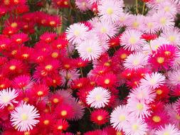 Matsubagiku Flowers Red