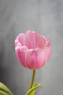 Flower Tulip Blossom