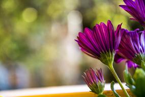 Flower Bloom Flowers