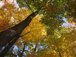 Tree Trunk colorful Leaves