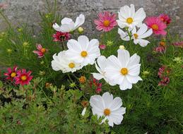 Flowers Gardening Garden