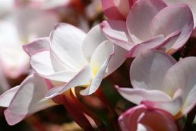 tropical pink plumeria