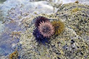 prickly plant on a rock
