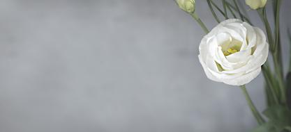 white Lisianthus Flower