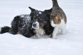 Dog and Cat together on Snow