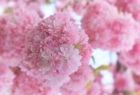 Japanese Cherry Blossom in spring