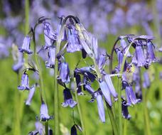 Garden wildflowers in spring