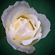 Flower Floribunda White Single