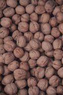 Hard hazelnuts