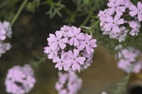 purple Flowers Plants in garden