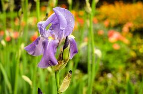 Iris Flower Blossom