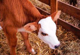 Calf Baby
