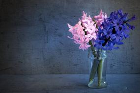 Hyacinth Flowers Spring Flower