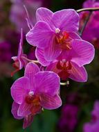 orchid flower blossom bloom violet