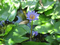 Shadow Flower Leaf