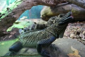 Hydrosaurus amboinensis, sail-finned lizard