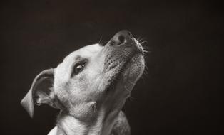 monochrome photo of Dog Animal Pet
