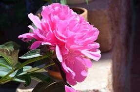 Peony Pink Flower