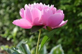 Peony Pink Blossom