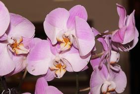 Orchid Pink Flower Fascia