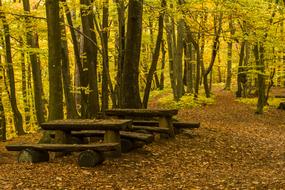 Forest Bench Table