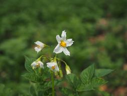 Potato Shrub Blossom