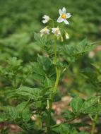 Potato Blossom Bloom