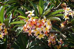 yellow-pink-white flowers on Madeira, Portugal