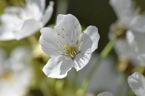 Cherry Blossom White