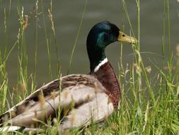 Beautiful, colorful and cute duck, among the green grass, at blurred background