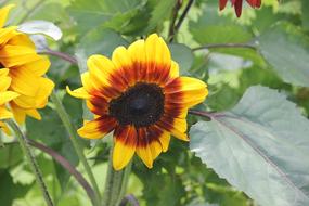 Sunflower Alone Summer