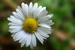 Daisy Blossom Bloom