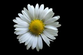 white and yellow Daisy Blossom