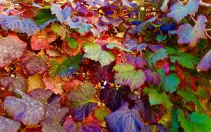 Autumn leaves on bushes in the garden