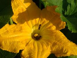 Flower Zucchini