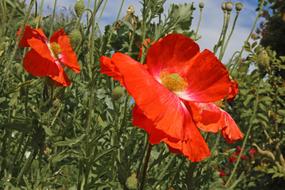 red Poppy Blossoms field