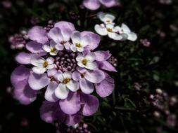 Iberis Sempervirens Candytuft