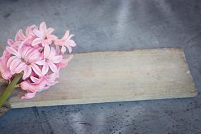 Hyacinth Flower Pink