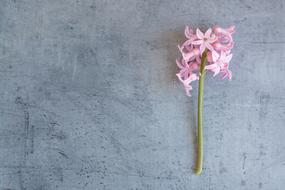 Hyacinth Flower Pink