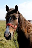 horse face in a meadow