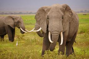 Wild Elephants in Wildlife Nature