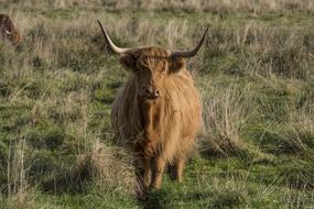 Beautiful, cute, brown Scottish Hochlandrind cow in Galloway, Scotland