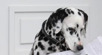 cute dalmatians dog