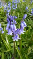 Spanish Bluebells Flower