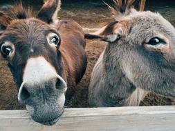 Donkey Farm